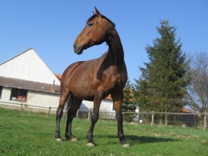 Obrazek