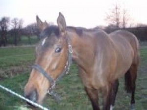 Obrazek